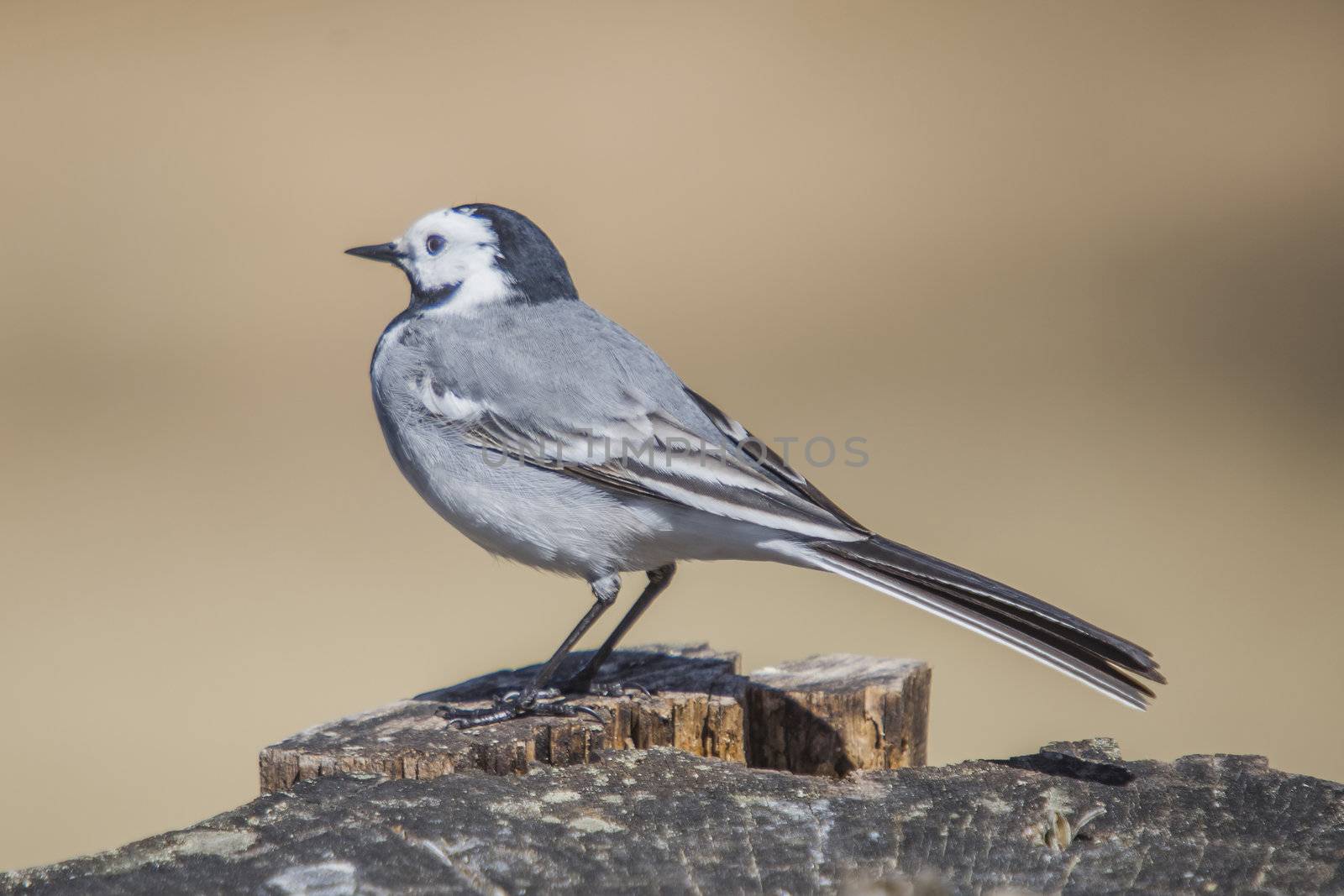 white wagtail, motacilla alba on a tree stump, cropped by steirus