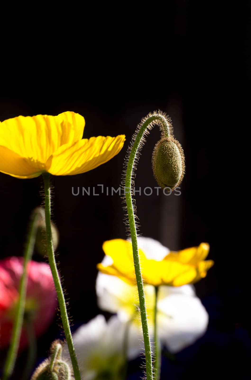 Spring Poppy White and Yellow Colors Vertical by wolterk