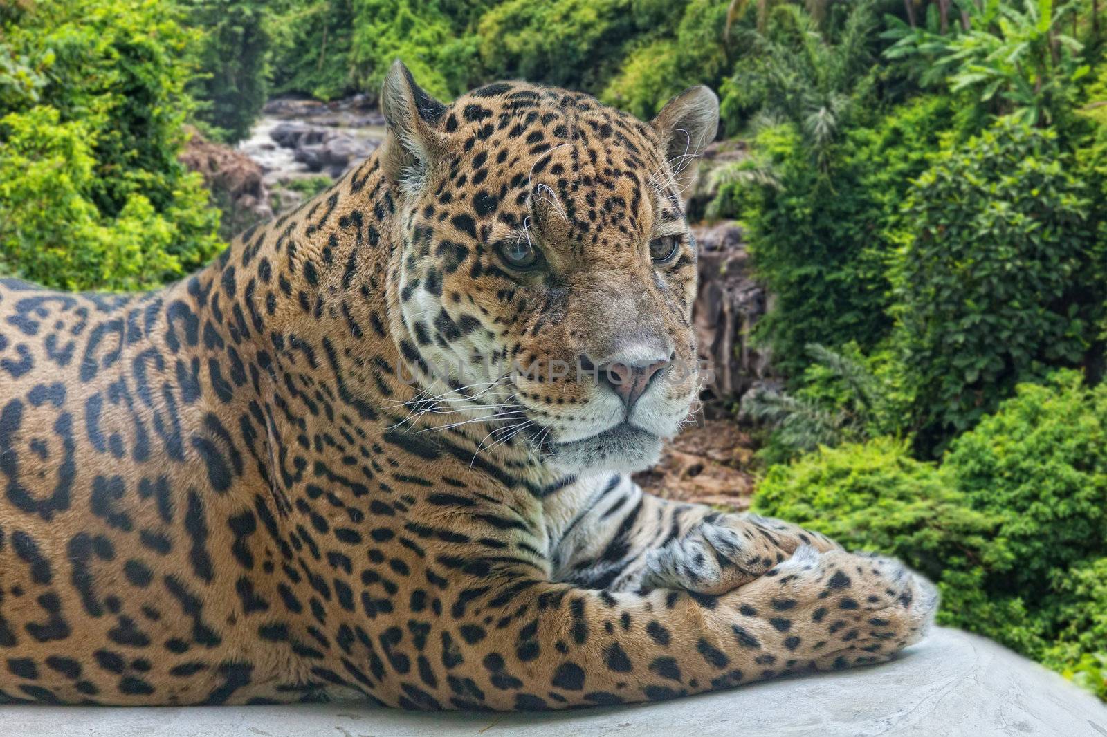 Jaguar has a rest against falls