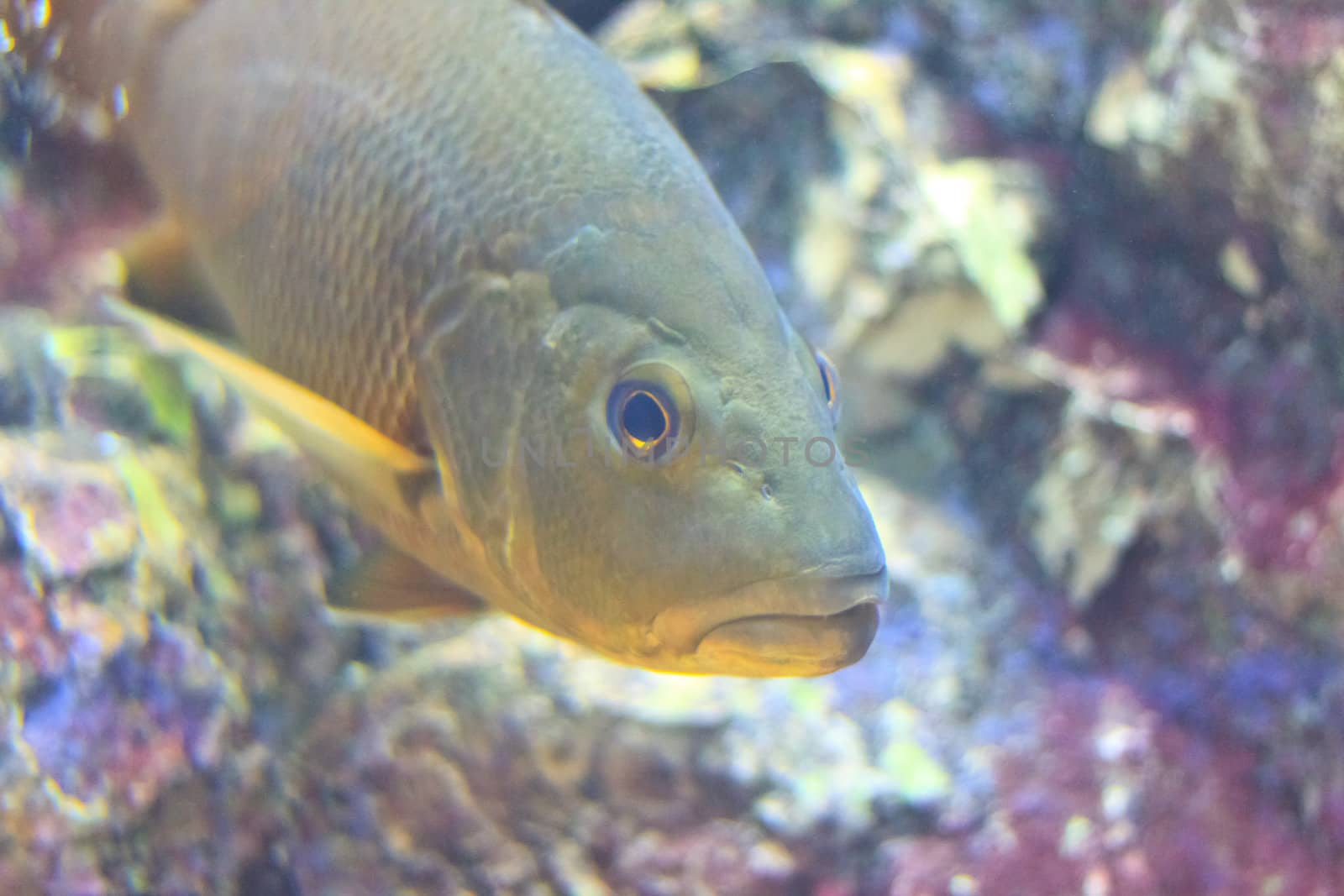 fish  in the aquarium of Rayong province,Thailand 