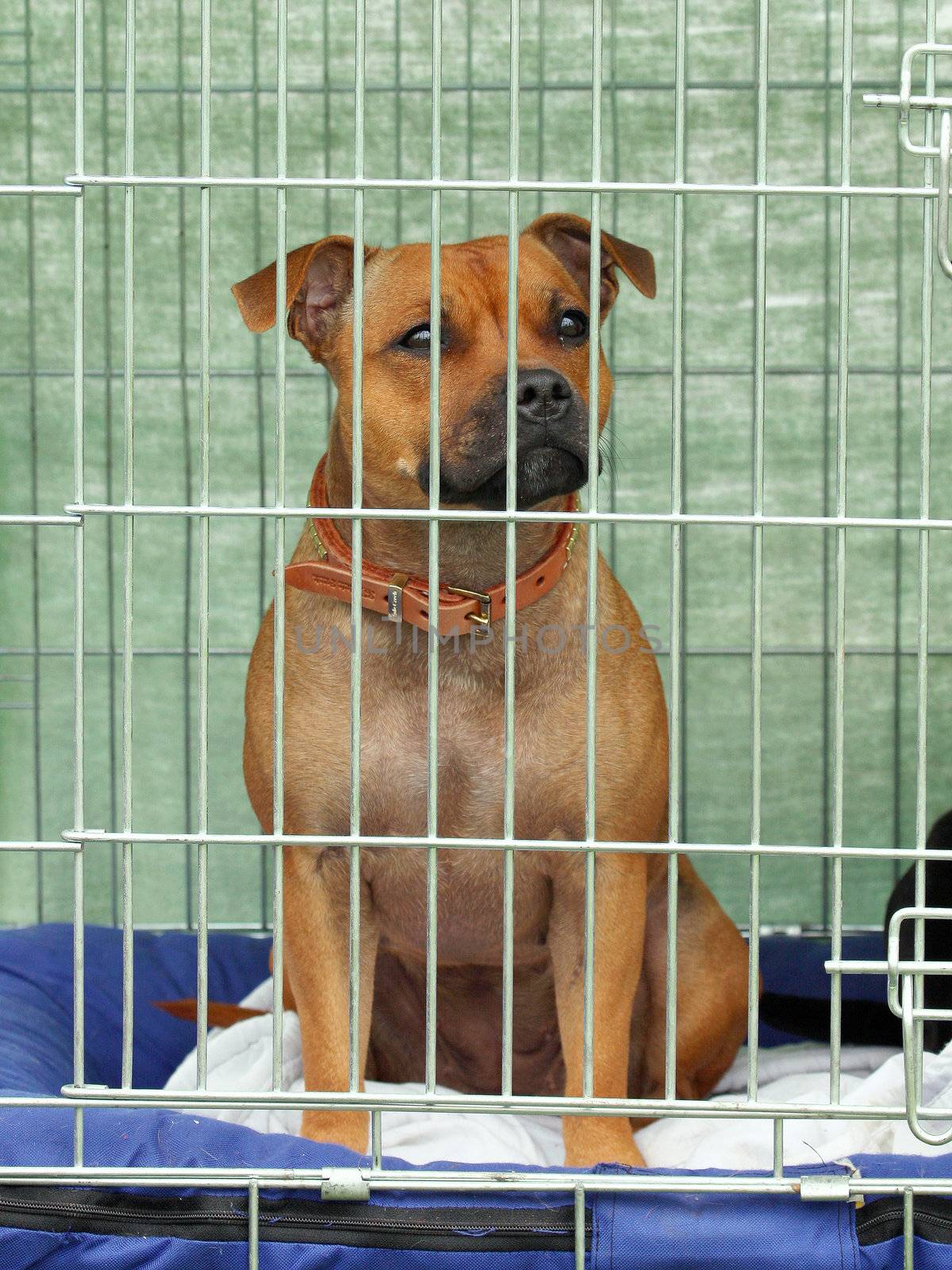 Very danger Staffordshire Bull Terrierin a cage