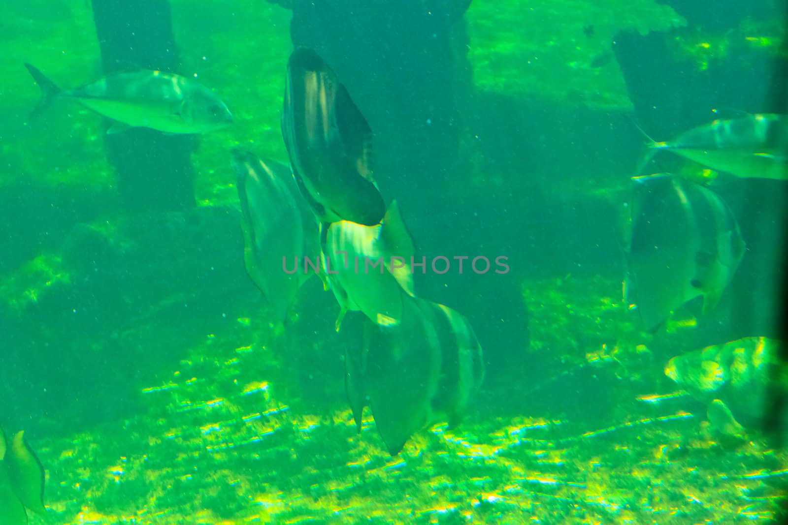 fish  in the aquarium of Rayong province,Thailand 