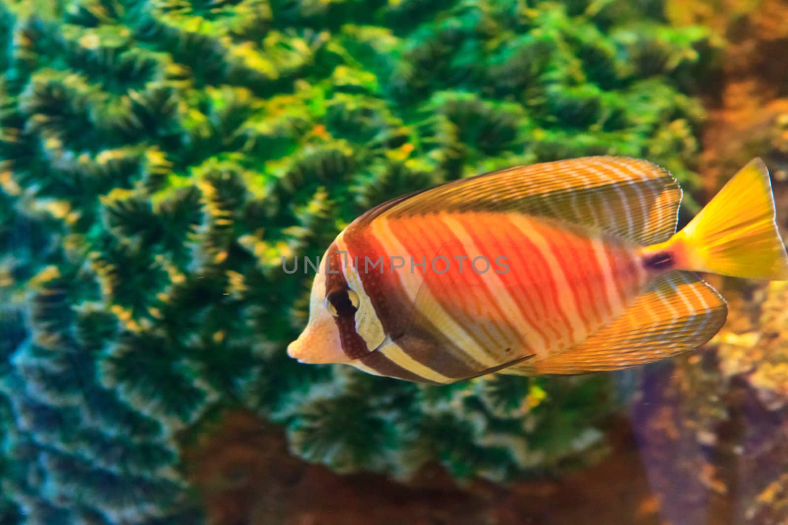  anemonefish in the aquarium of Rayong province,Thailand