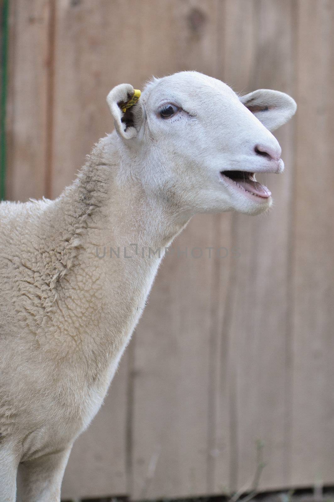 Yearling sheep bleating at a petting zoo near Asheville, North Carolina