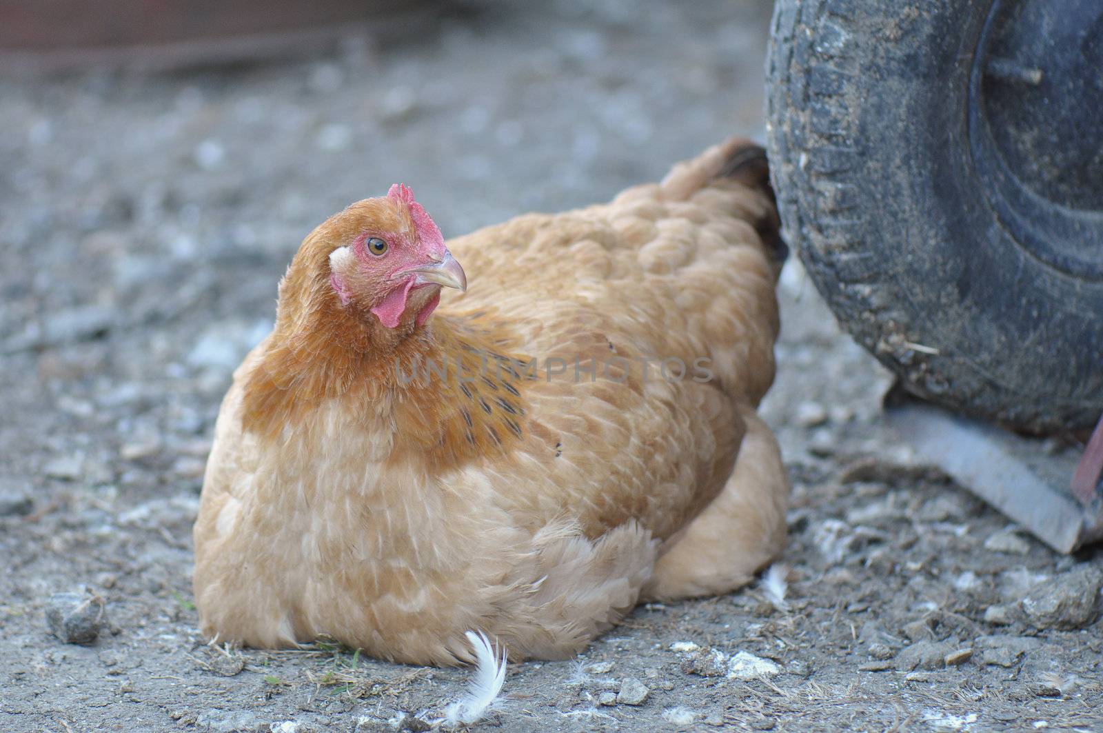 Free range chickens raised in Asheville North Carolina