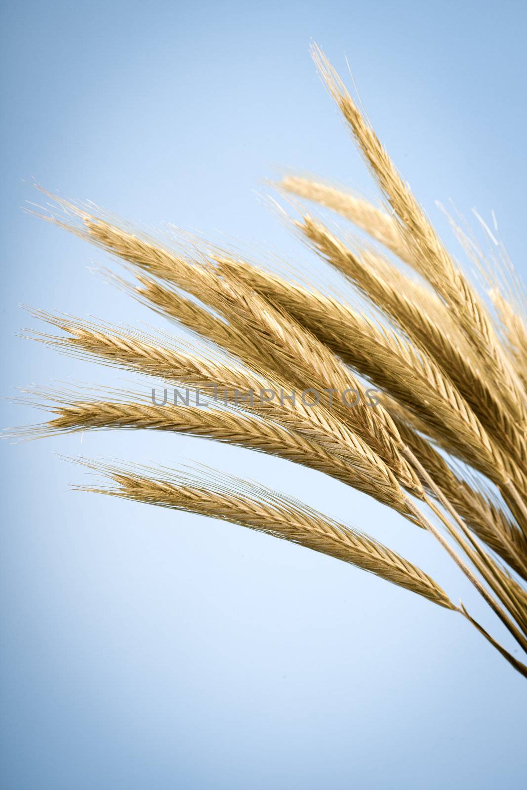 yellow ears of wheat, on blue background by motorolka