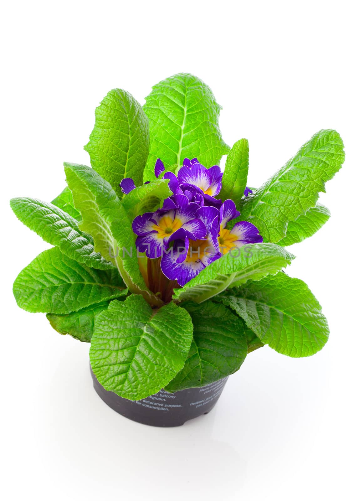 violet primula isolated over white background by motorolka