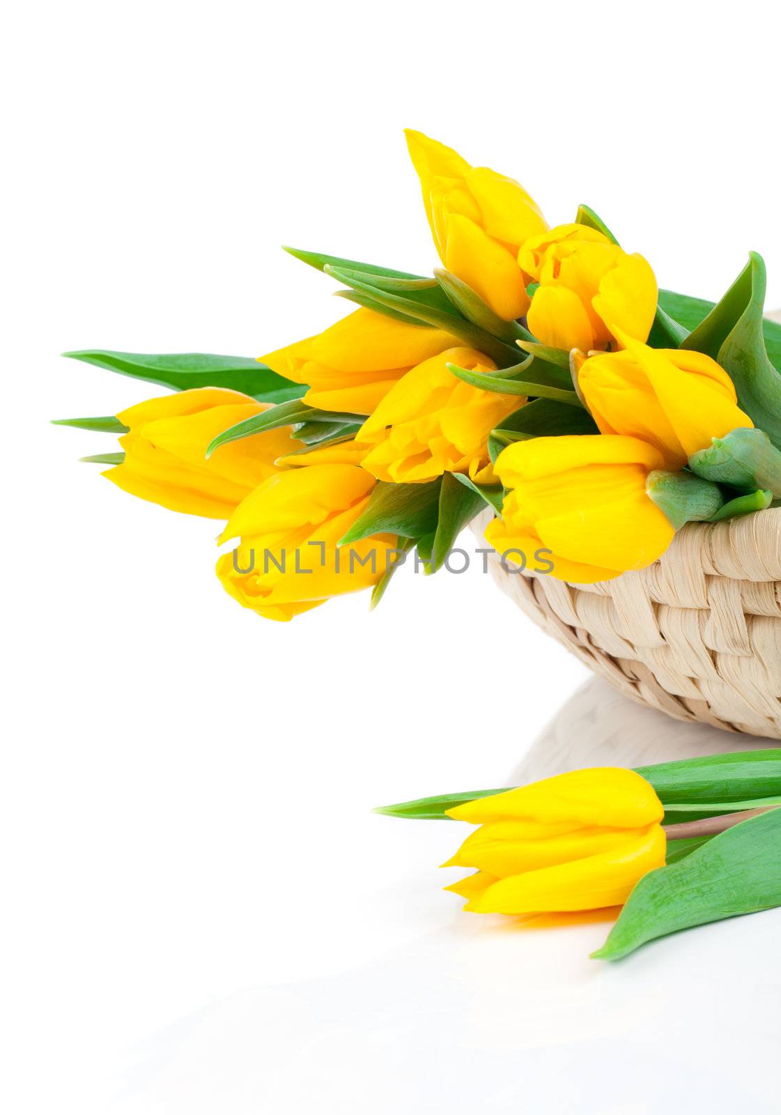 bouquet of fresh yellow tulips on white background by motorolka