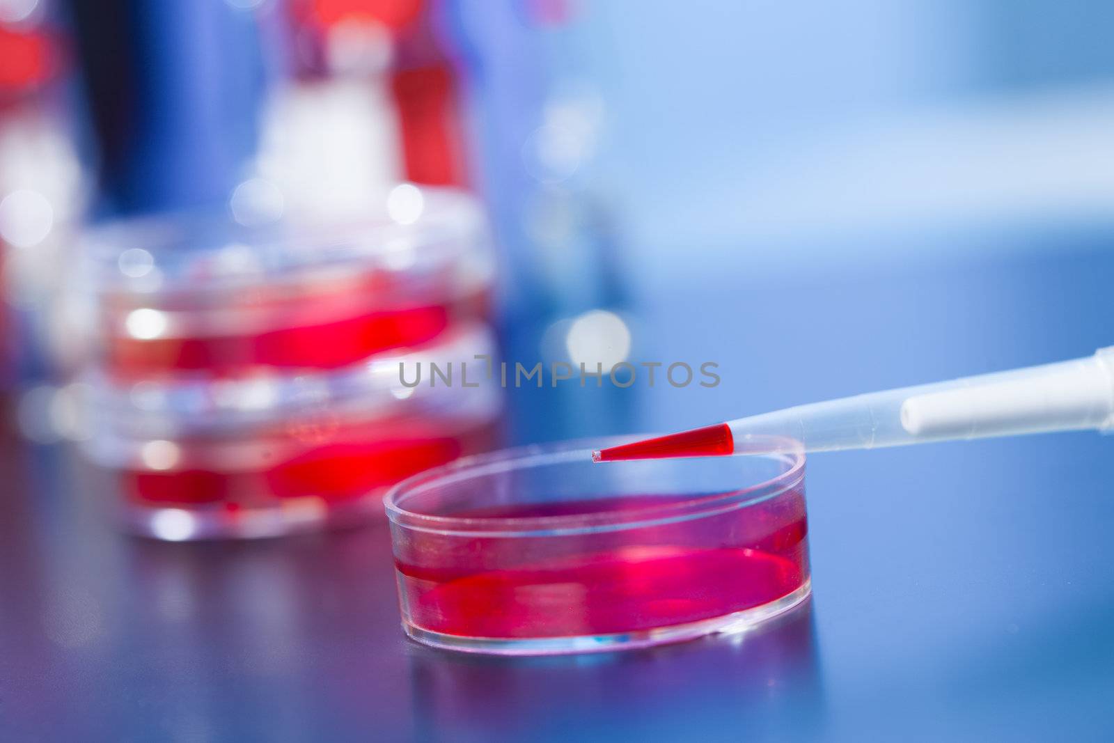 Pipette with red liquid and petri dishes