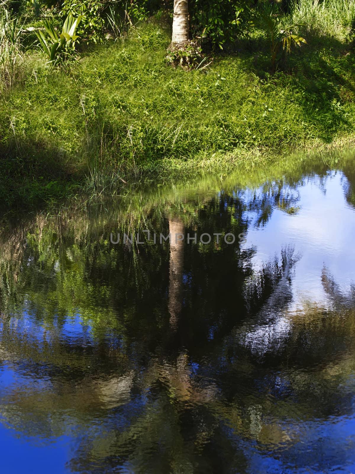 Reflection of palm tree in a lake in Chonburi.