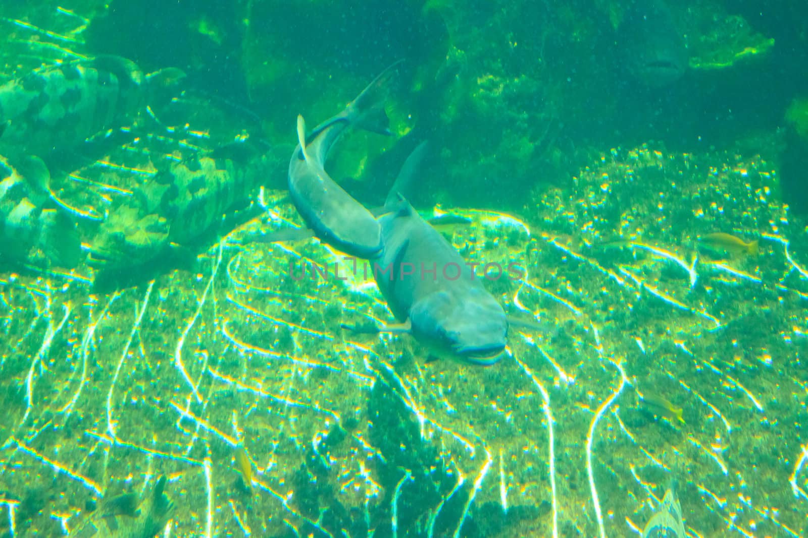 fish  in the aquarium of Rayong province,Thailand 