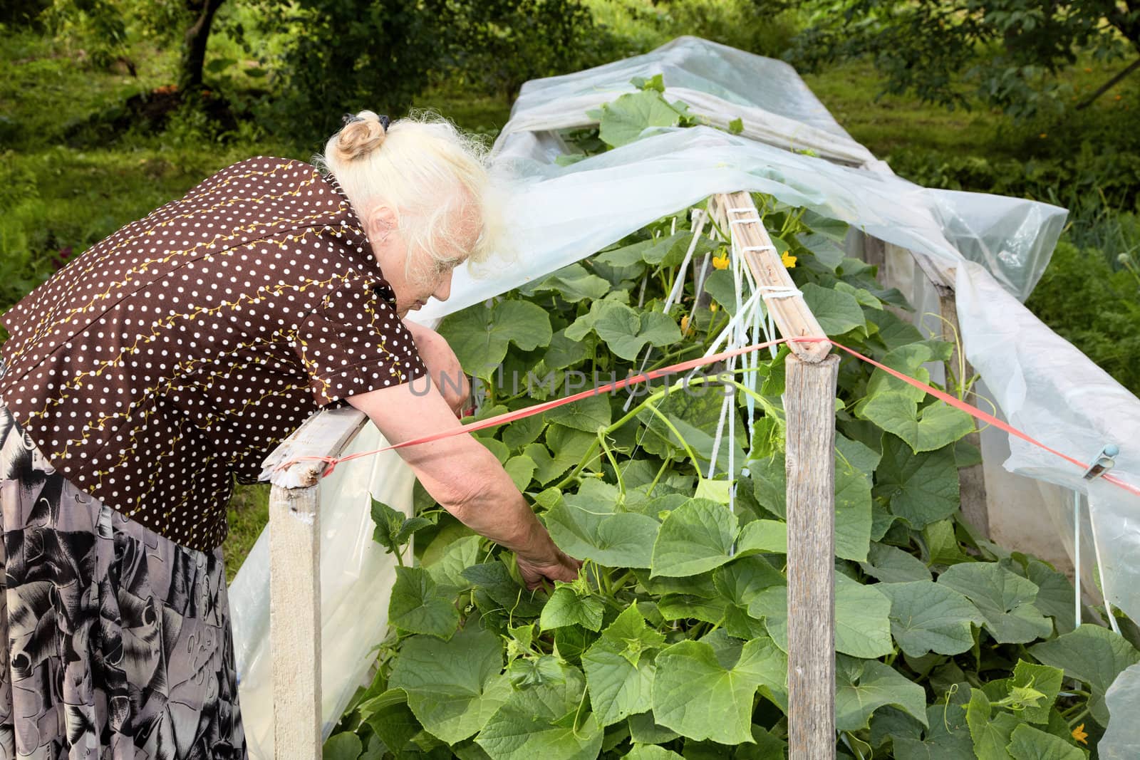 The old woman in a hothouse at bushes of Cucumbers