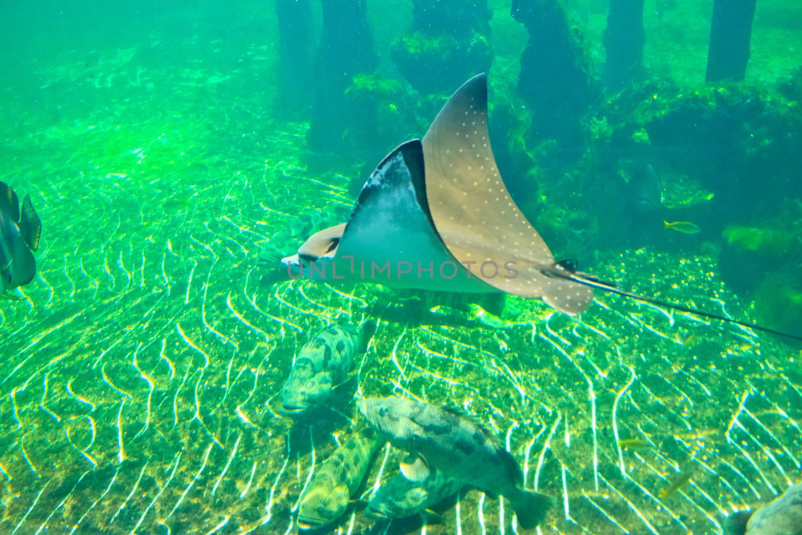 fish  in the aquarium of Rayong province,Thailand 