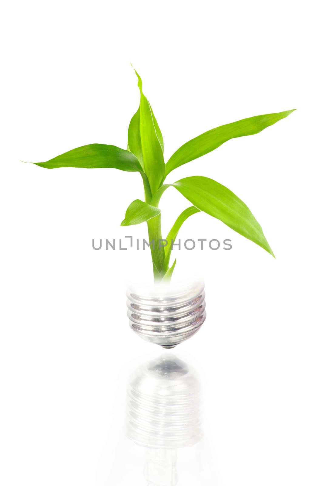 eco concept: light bulb with plant inside by oly5