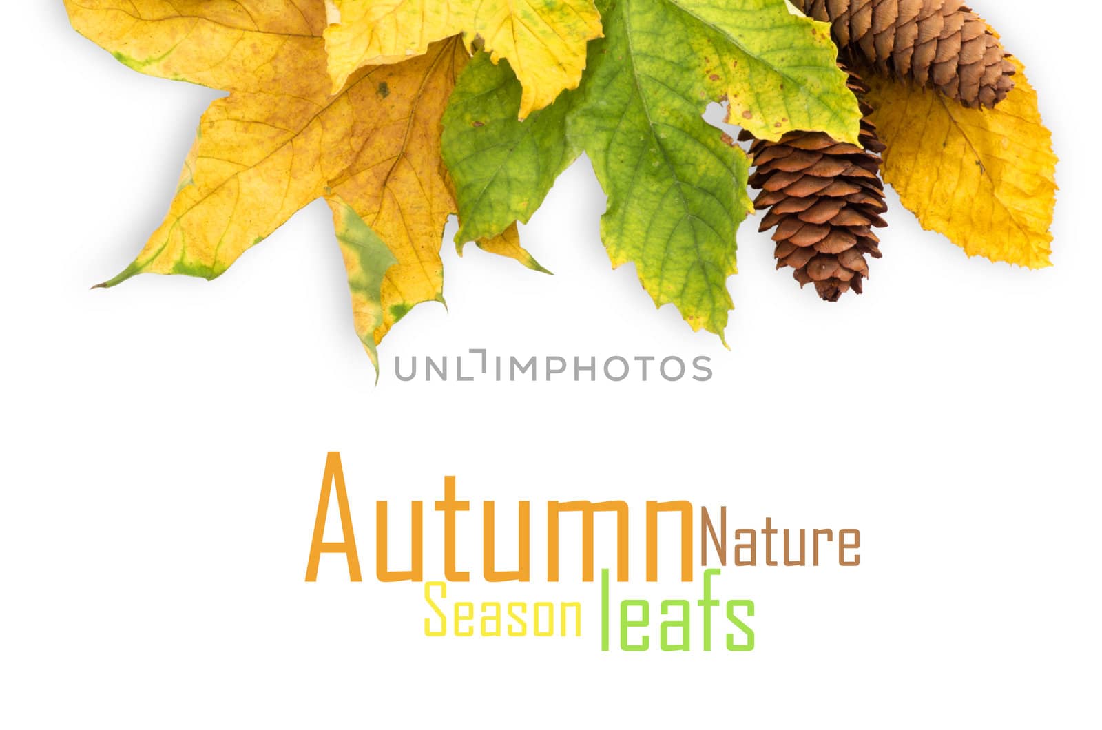 autumn maple leaf isolated on white background