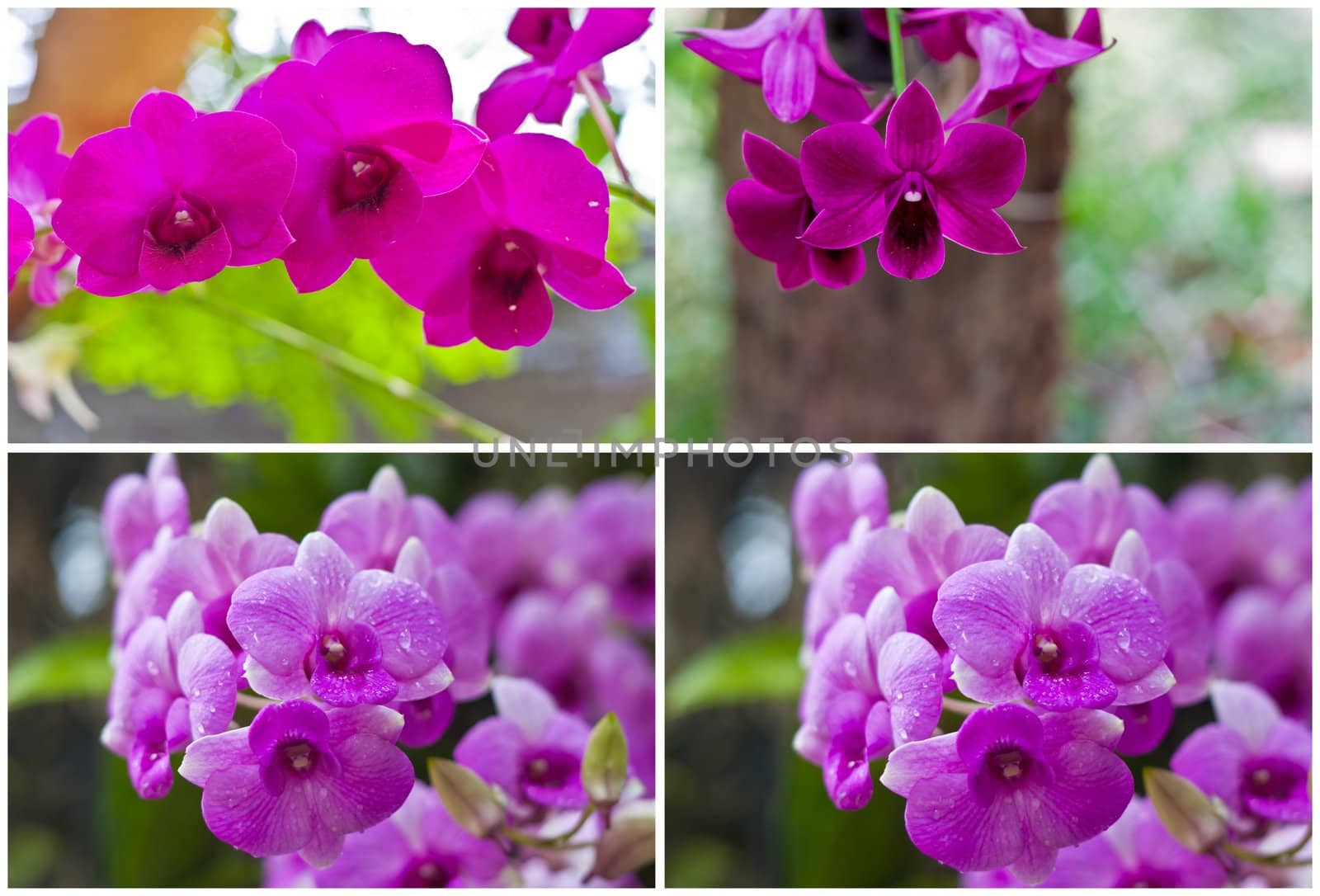Beautiful orchid