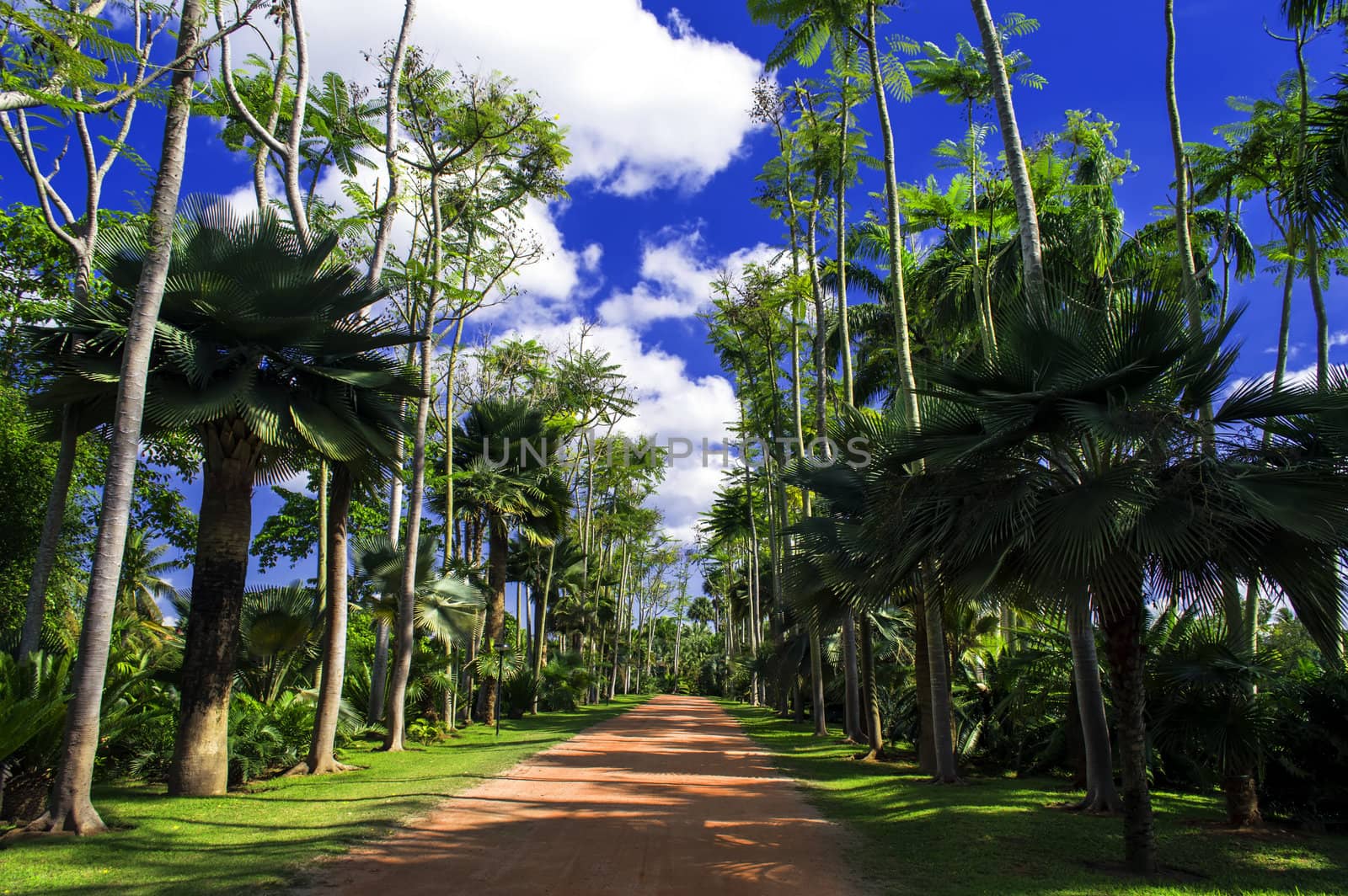 "Caribbean Walk" Road. Nong Nooch Garden.