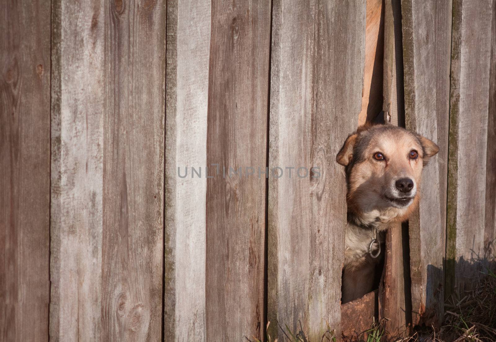 Dog Peeking Through Old Wood Fence
