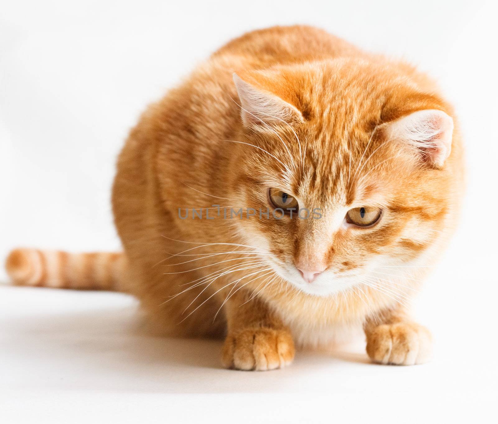 Cat Looking Down Isolated On White by ryhor