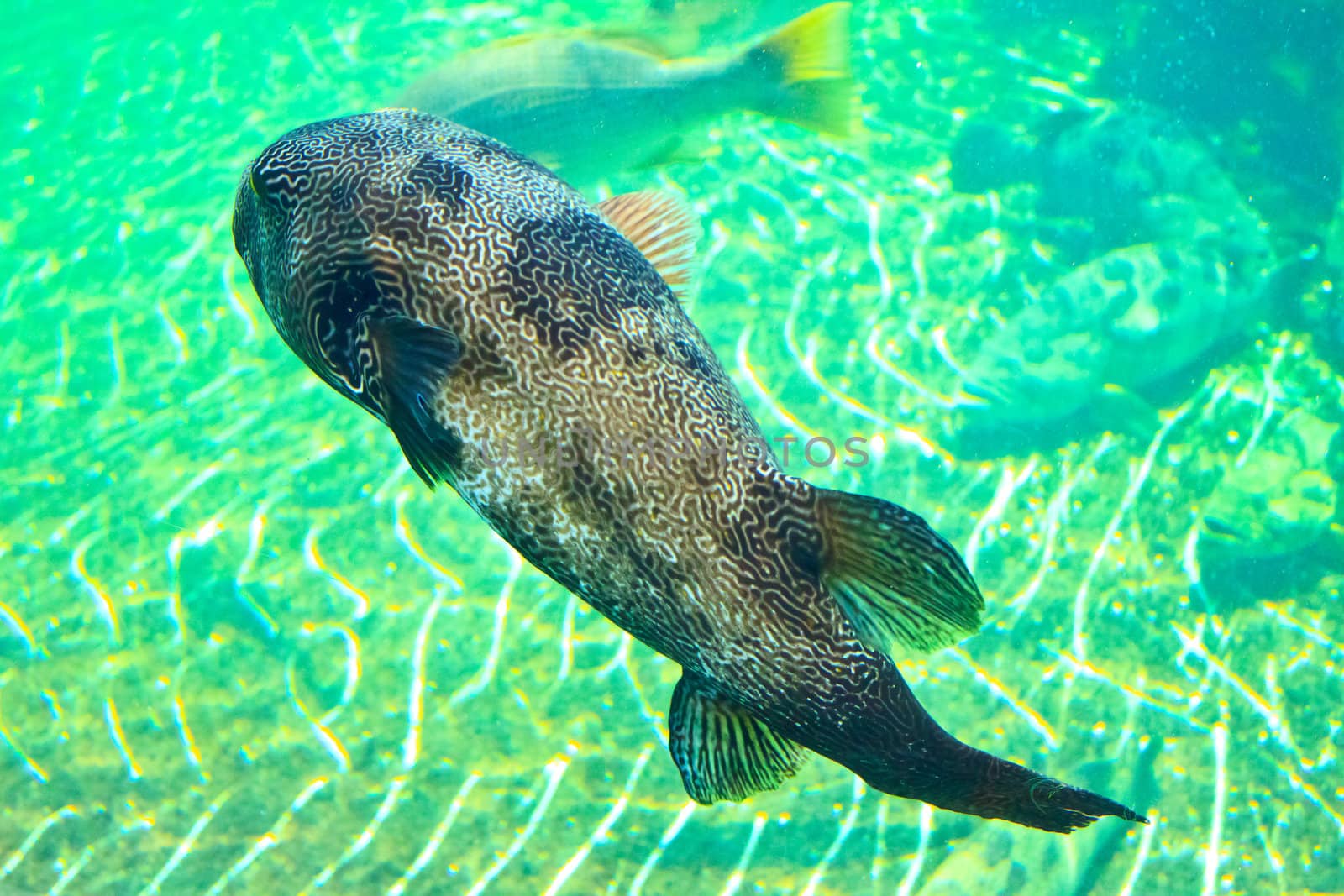 fish  in the aquarium of Rayong province,Thailand 