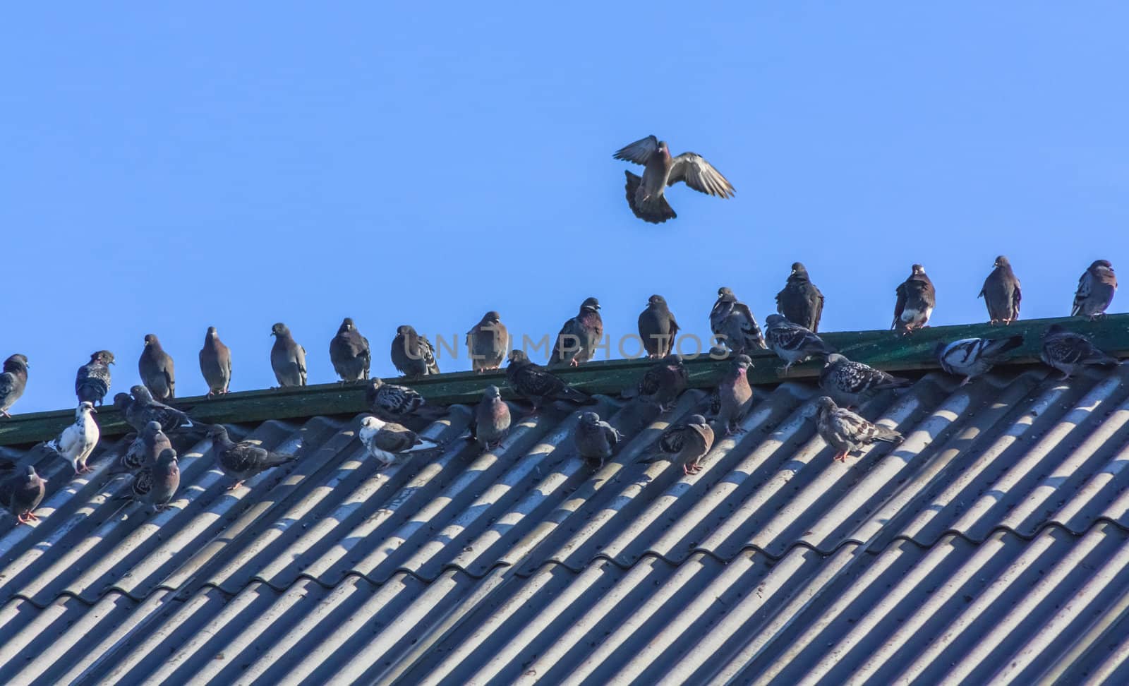 Beautiful pigeons sitting on a roof on blue sky background