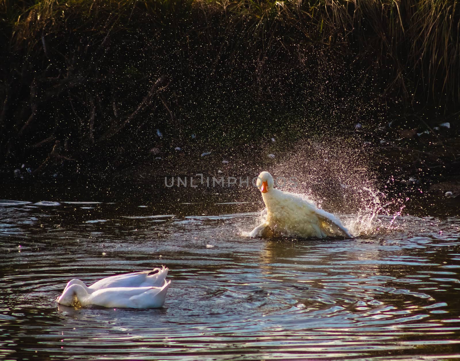 Goose Swimming On Water With A Splash by ryhor