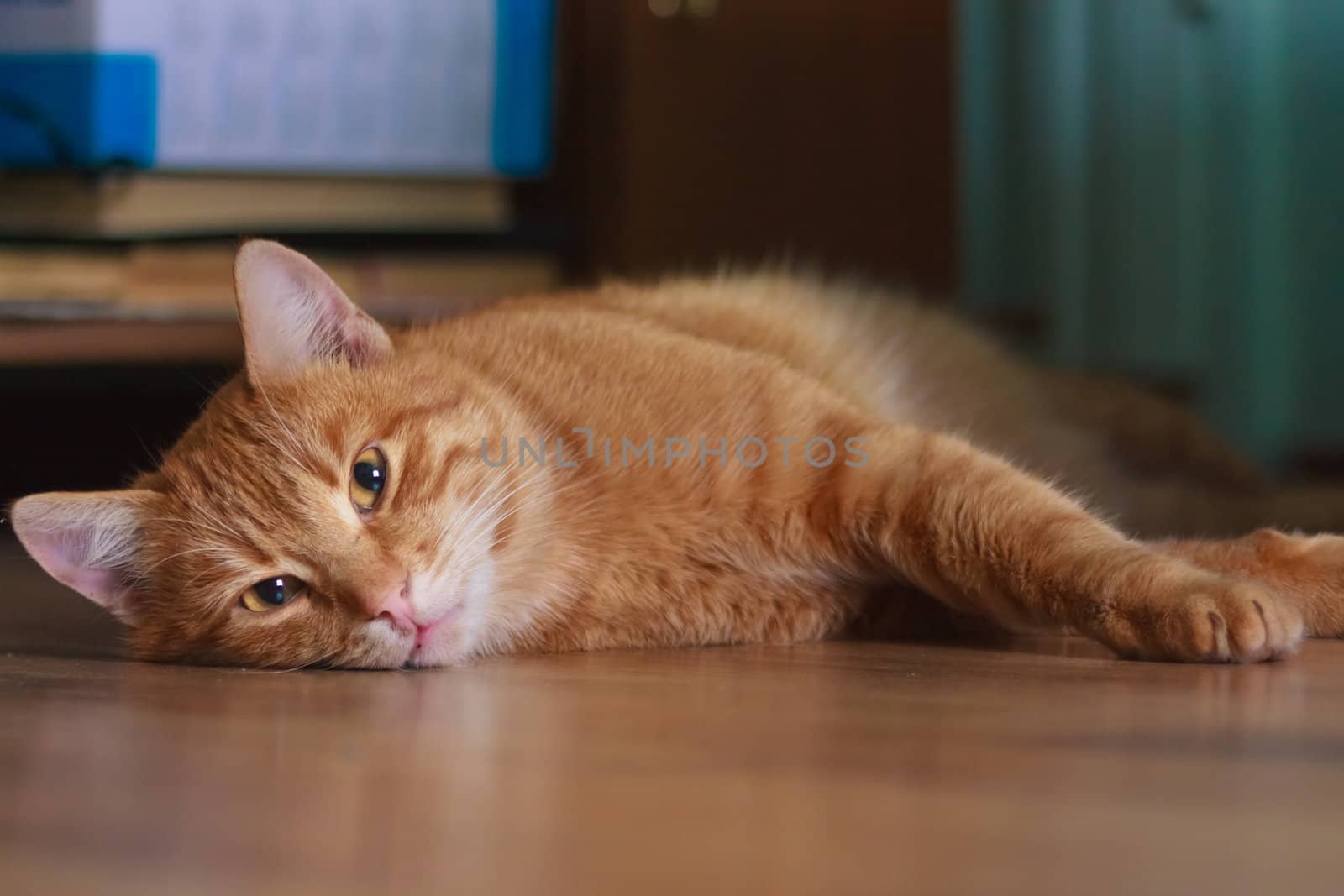 horizontal shot of cute red cat lying on the floor by ryhor