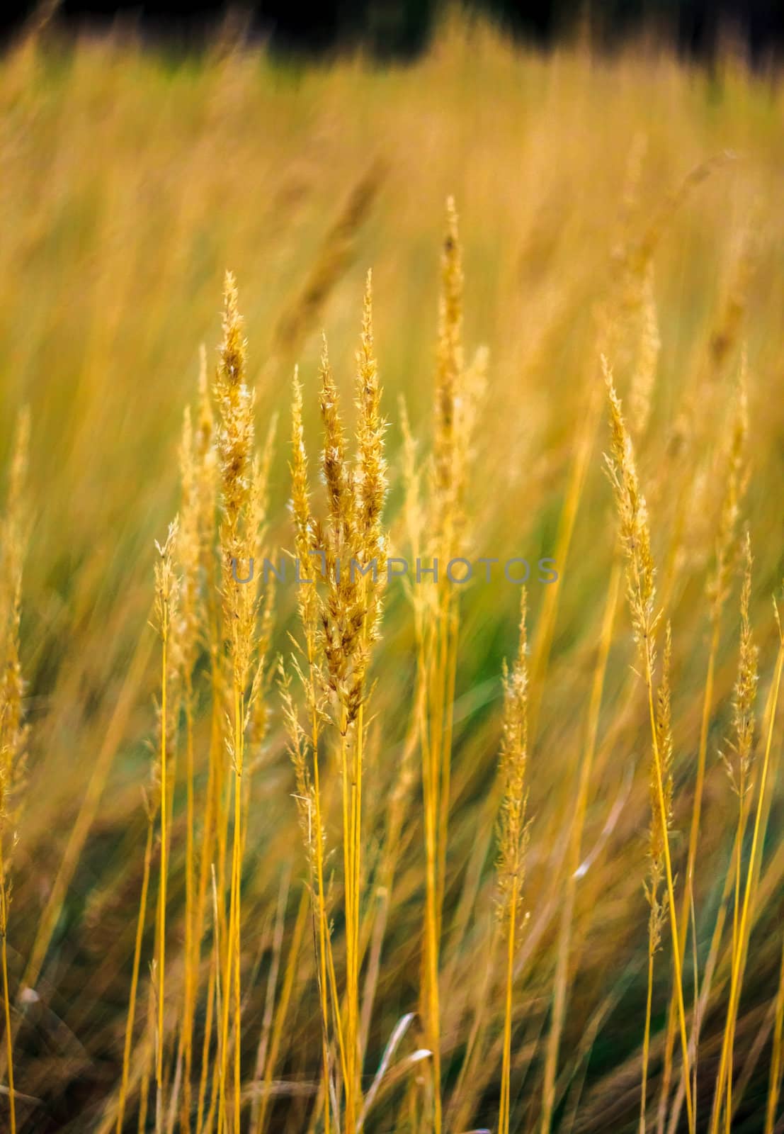 Field Of Grass On Summer Day