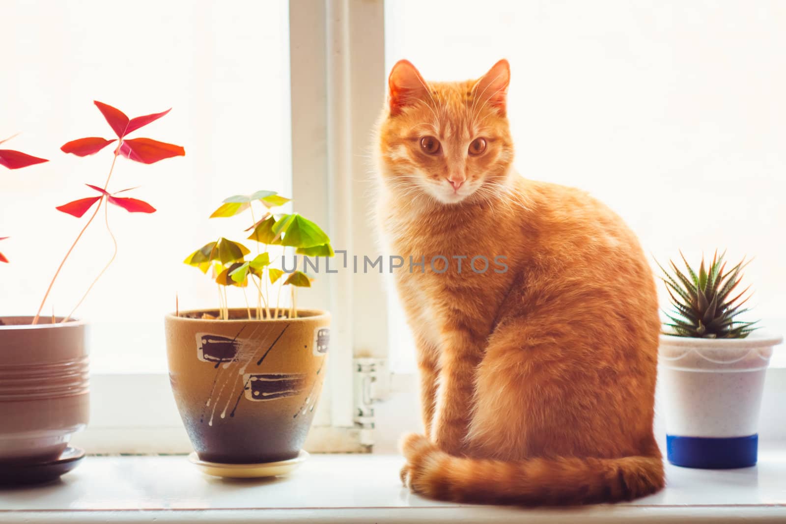 Res Domestic Cat Sitting On A White Window Sill