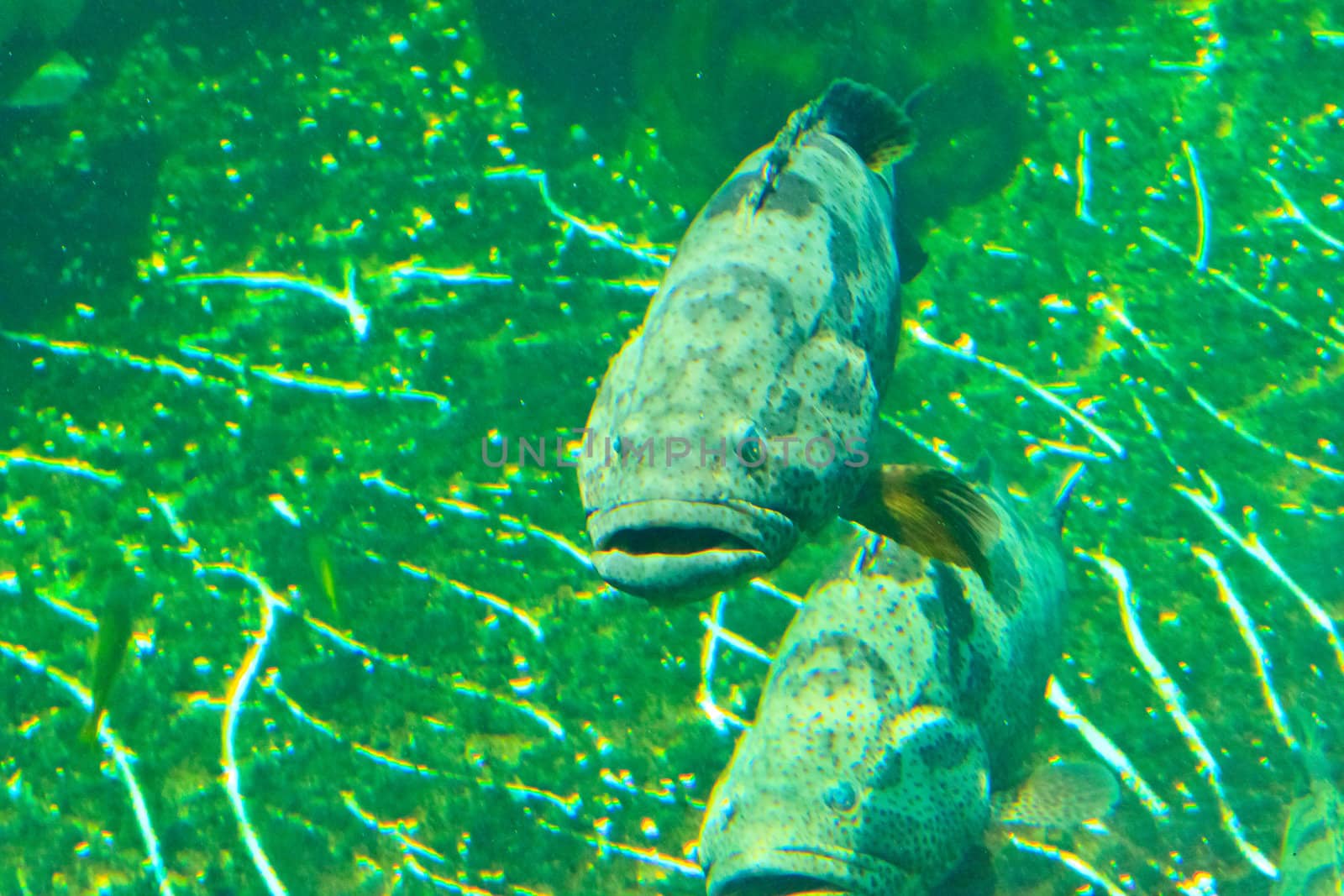 fish  in the aquarium of Rayong province,Thailand 