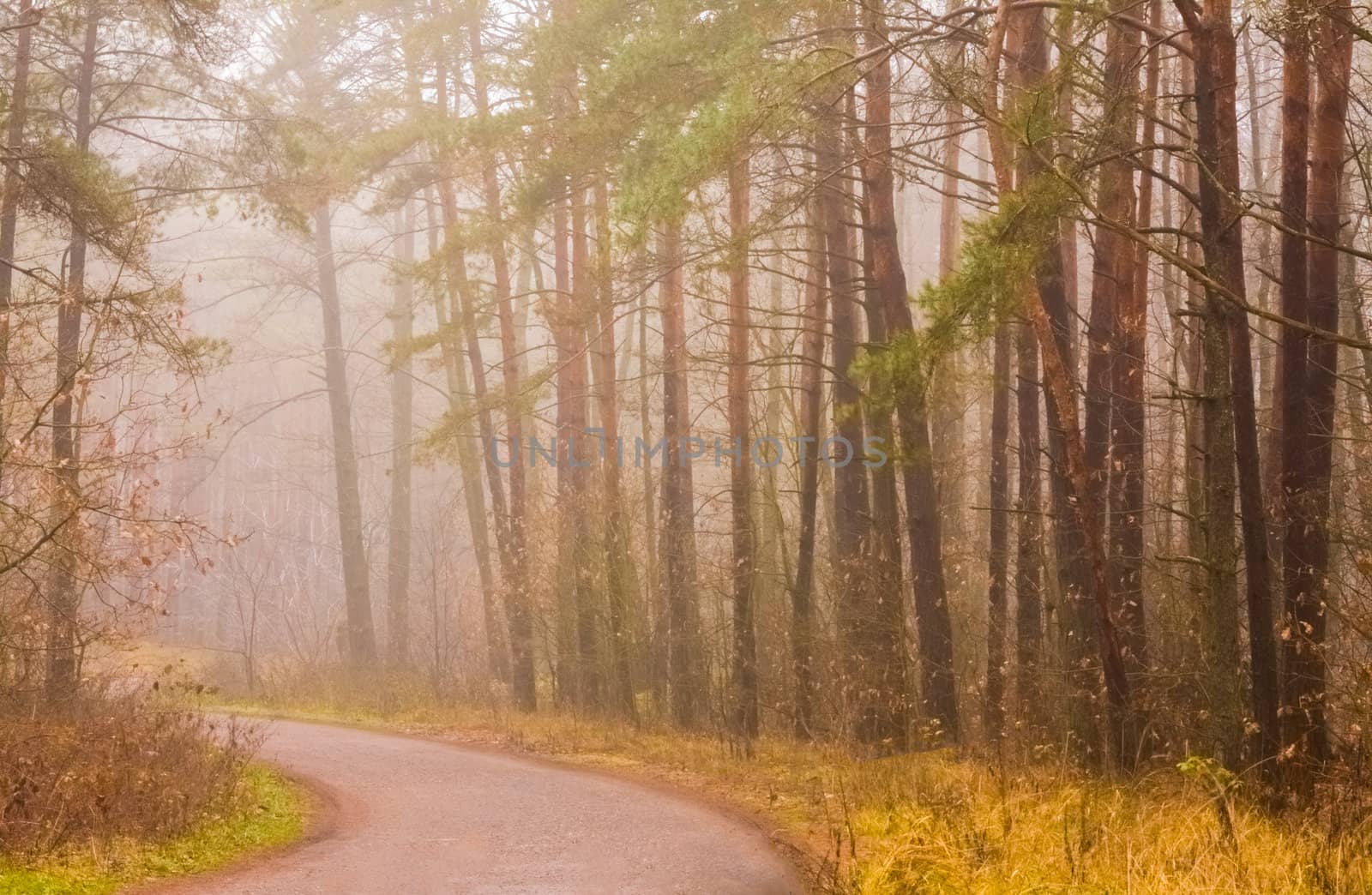 Landscape with a forest road