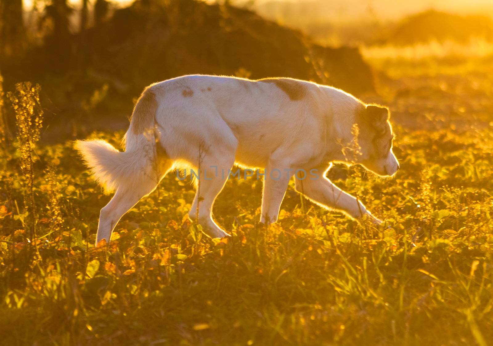 Running in a green meadow outdoor