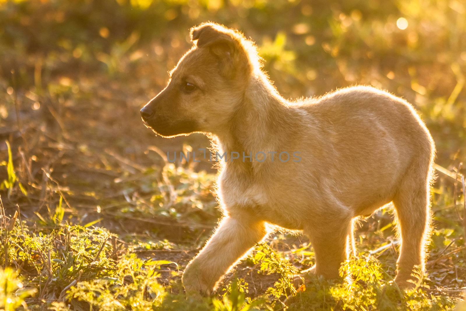 Running puppy dog in a green meadow outdoor