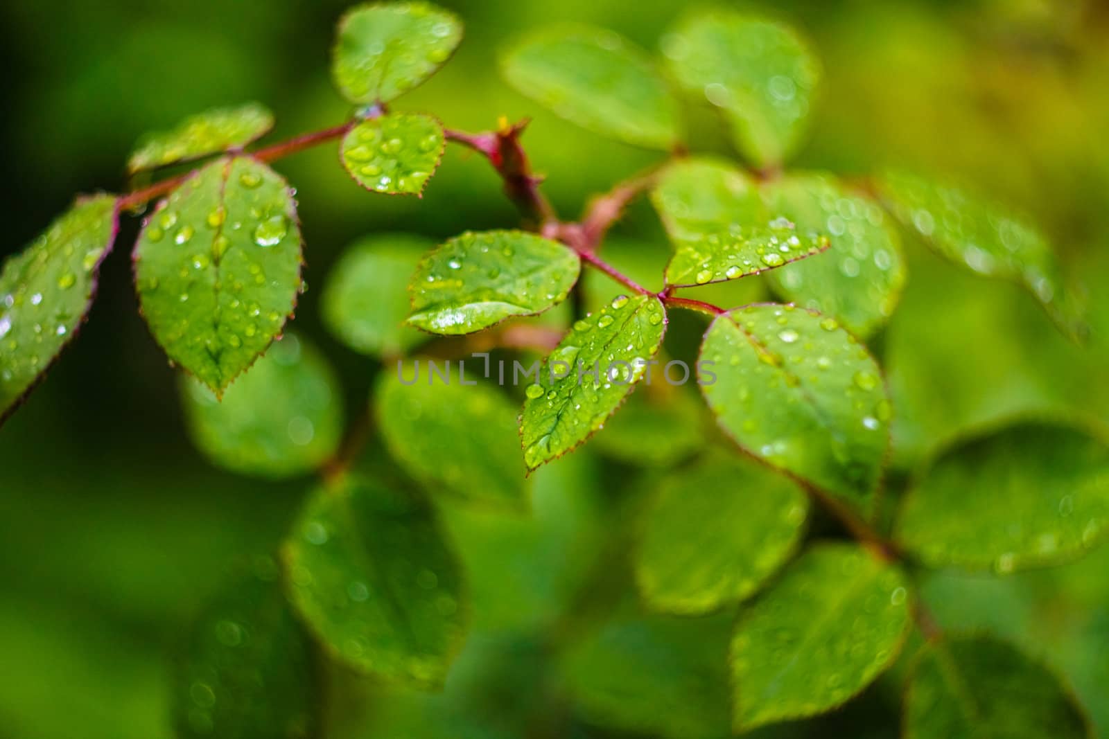 Water Drops On Green Plant