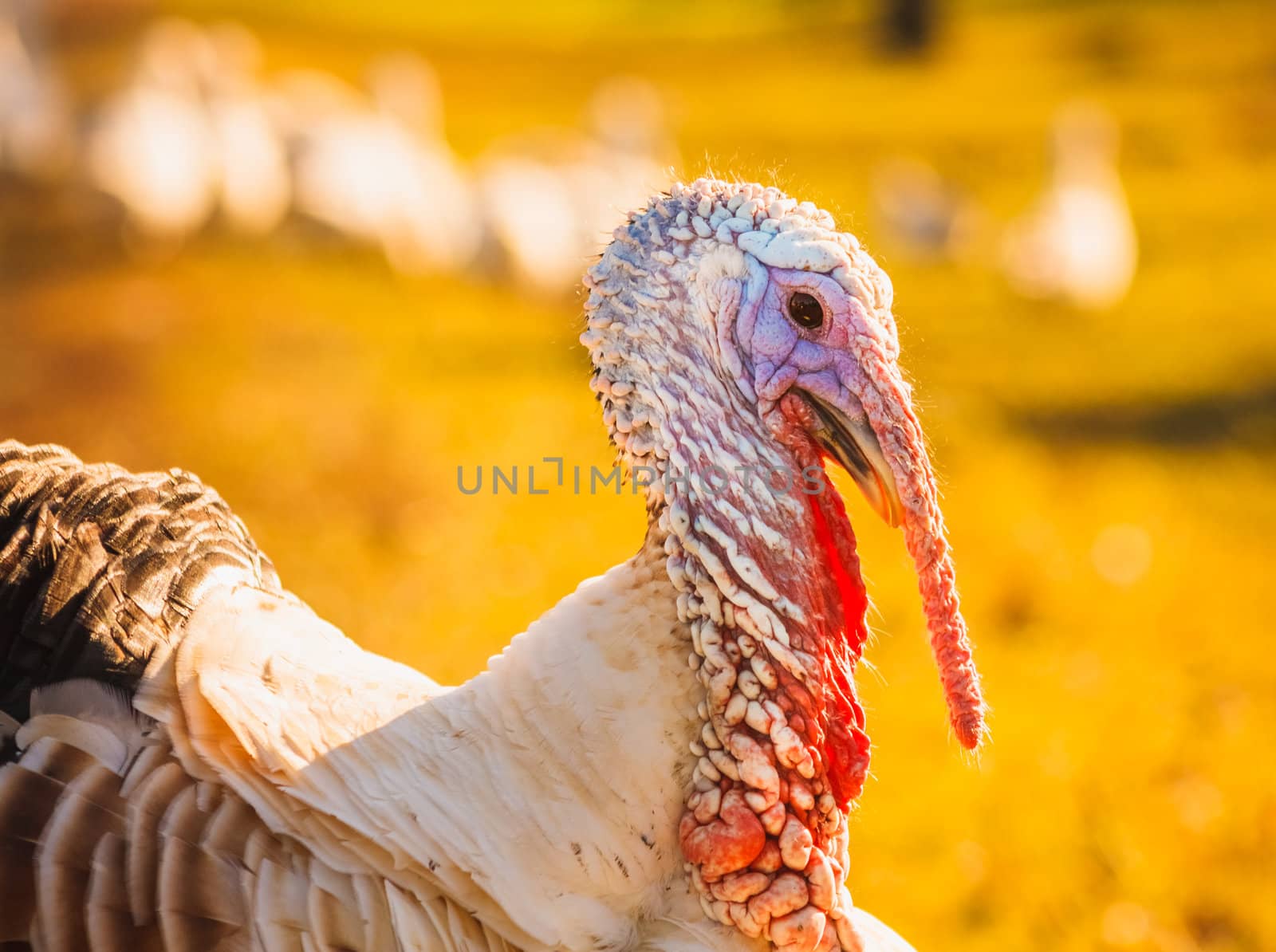 Wild Turkey Walking On The Grass