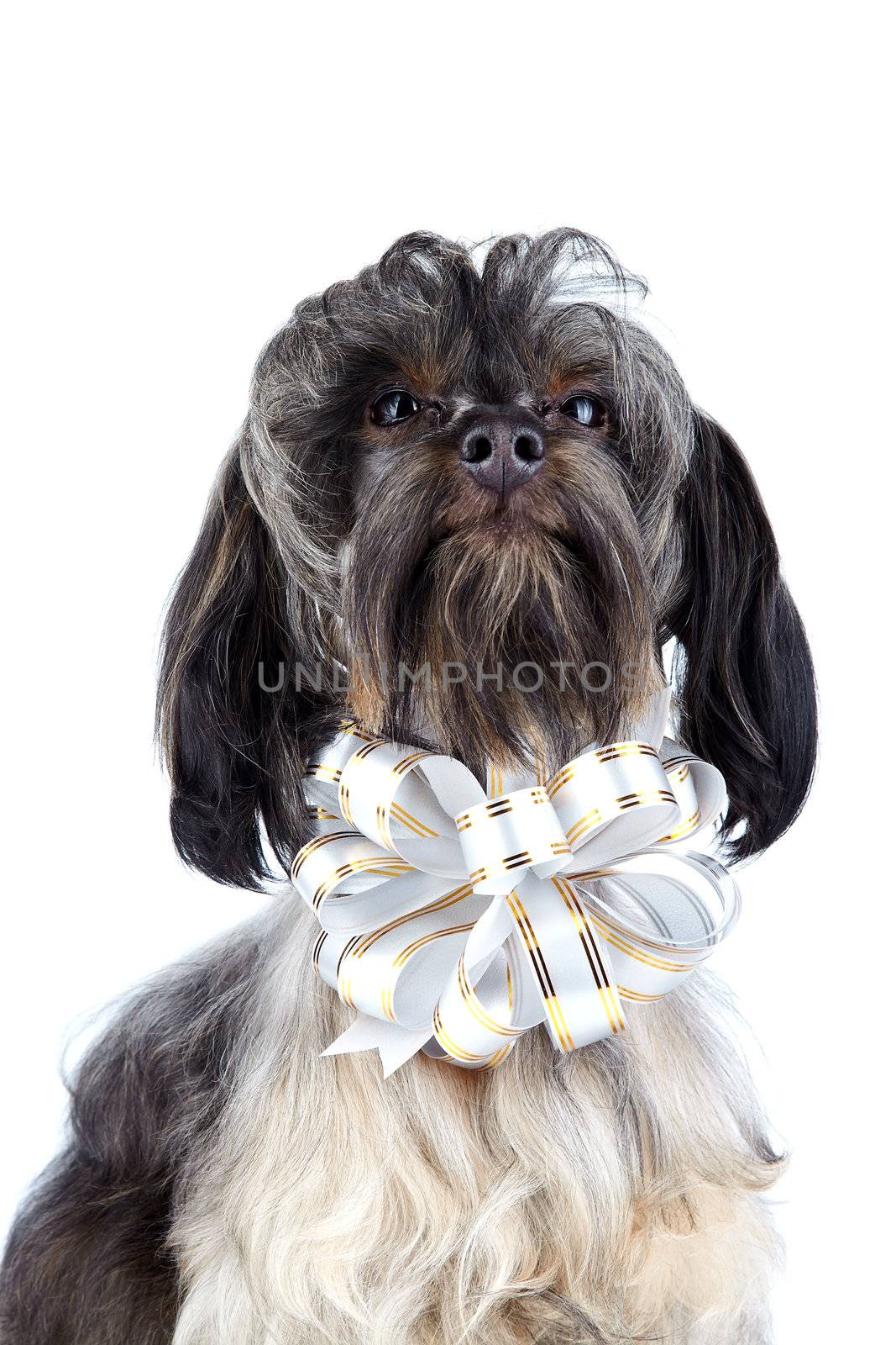 Doggie with a bow. Small doggie. Decorative thoroughbred dog. Puppy of the Petersburg orchid. Shaggy doggie. 