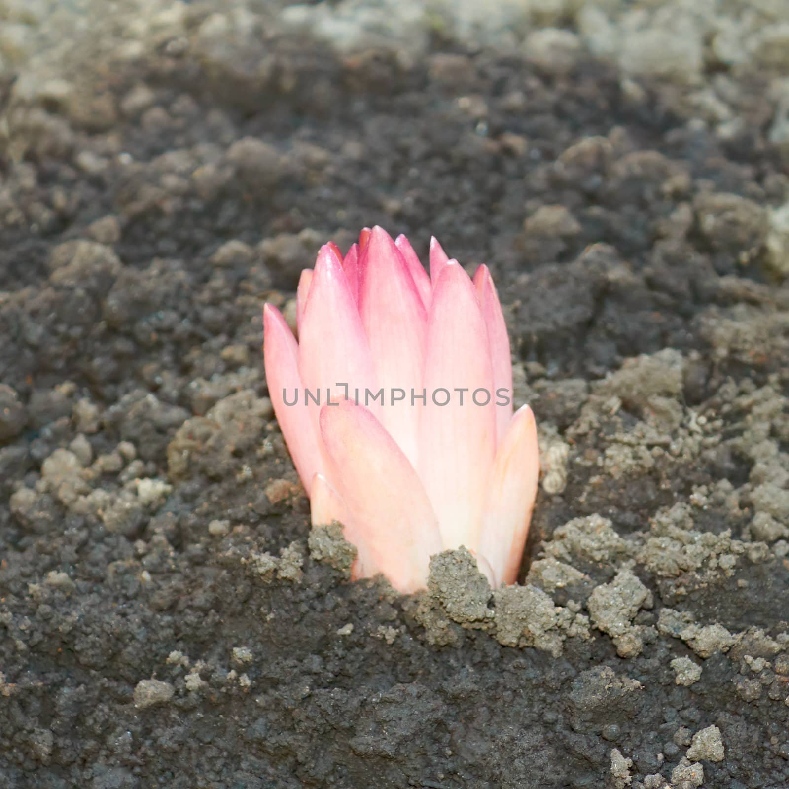 Lily plant in the ground in springtime by qiiip