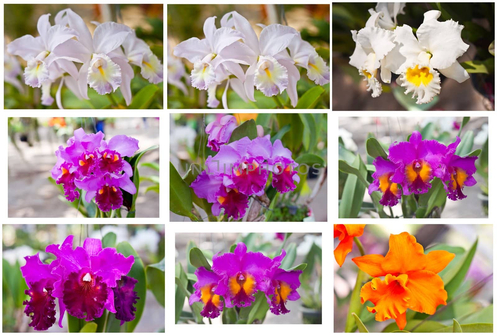 Beautiful orchid