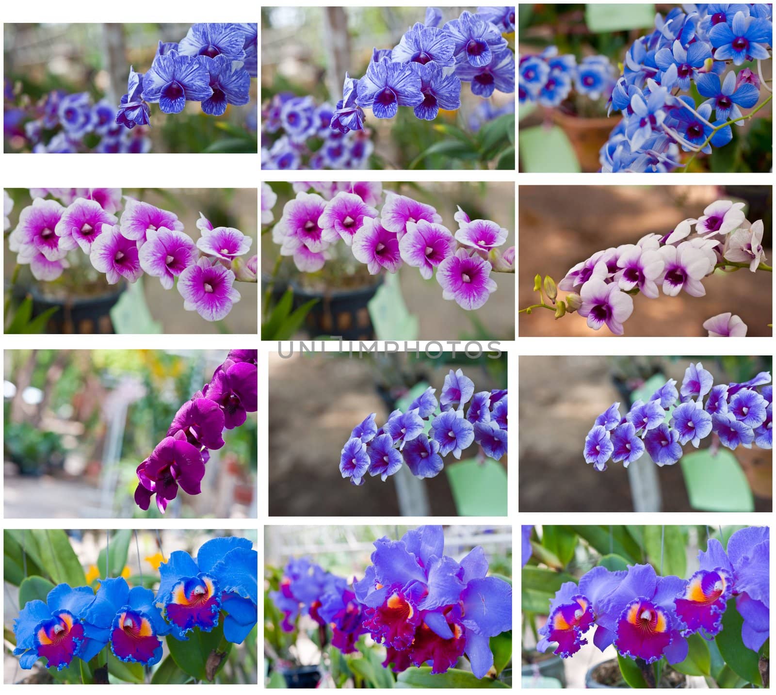 Beautiful orchid