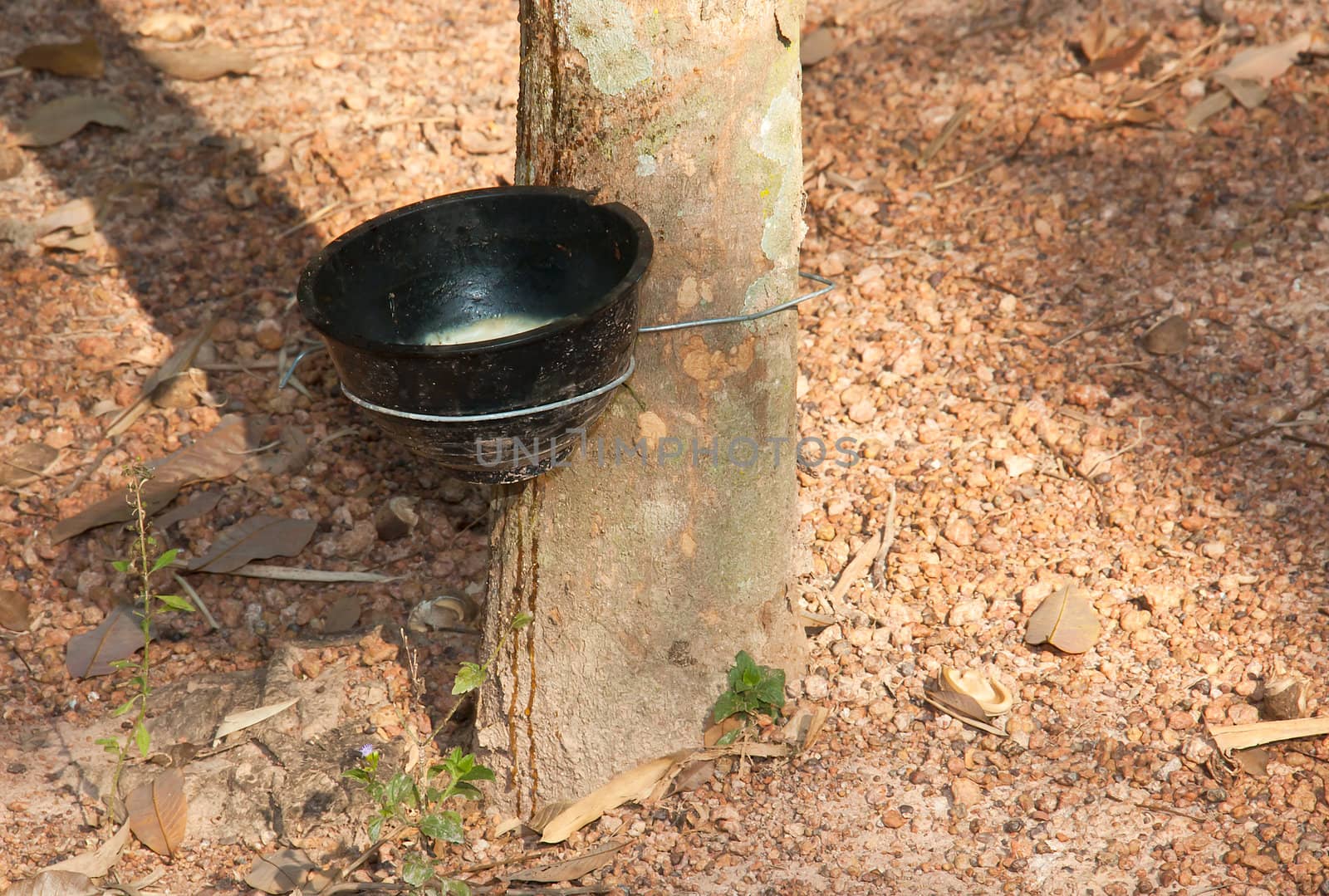 Plastic cup with handle black latex from rubber trees.