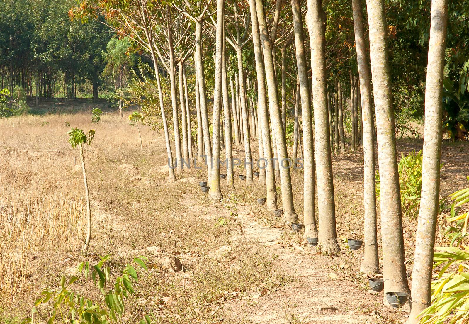 Rubber trees Nong Khai Province at Thailand.