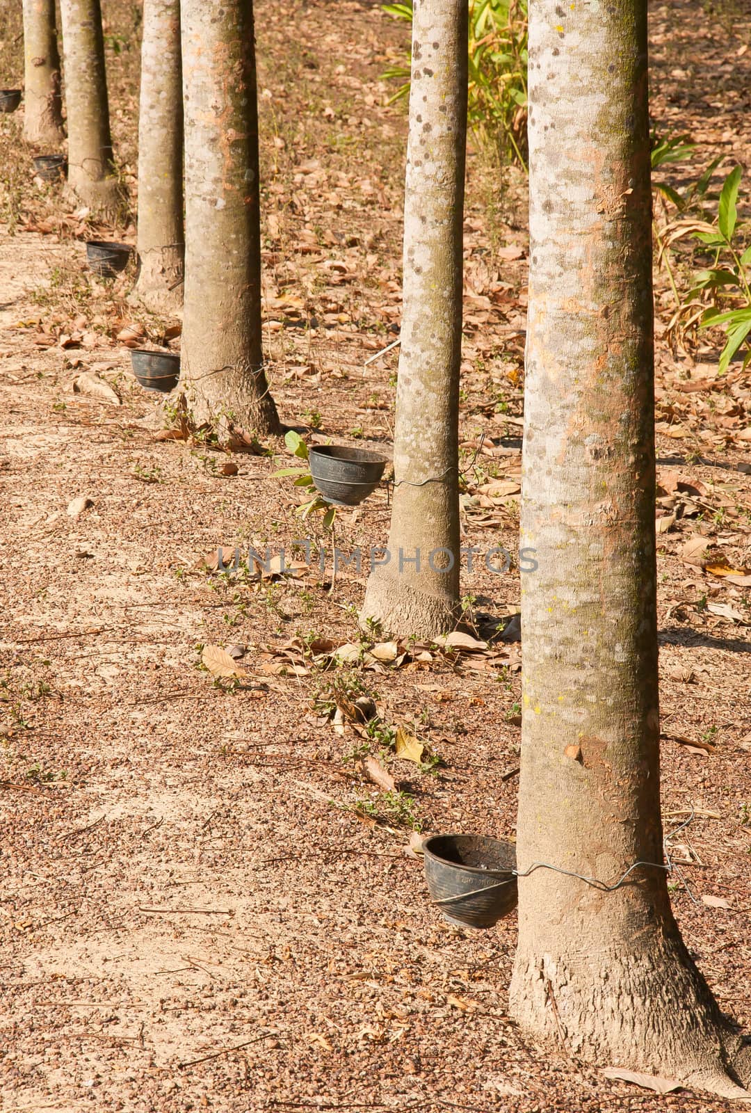 Rubber trees Nong Khai Province at Thailand.