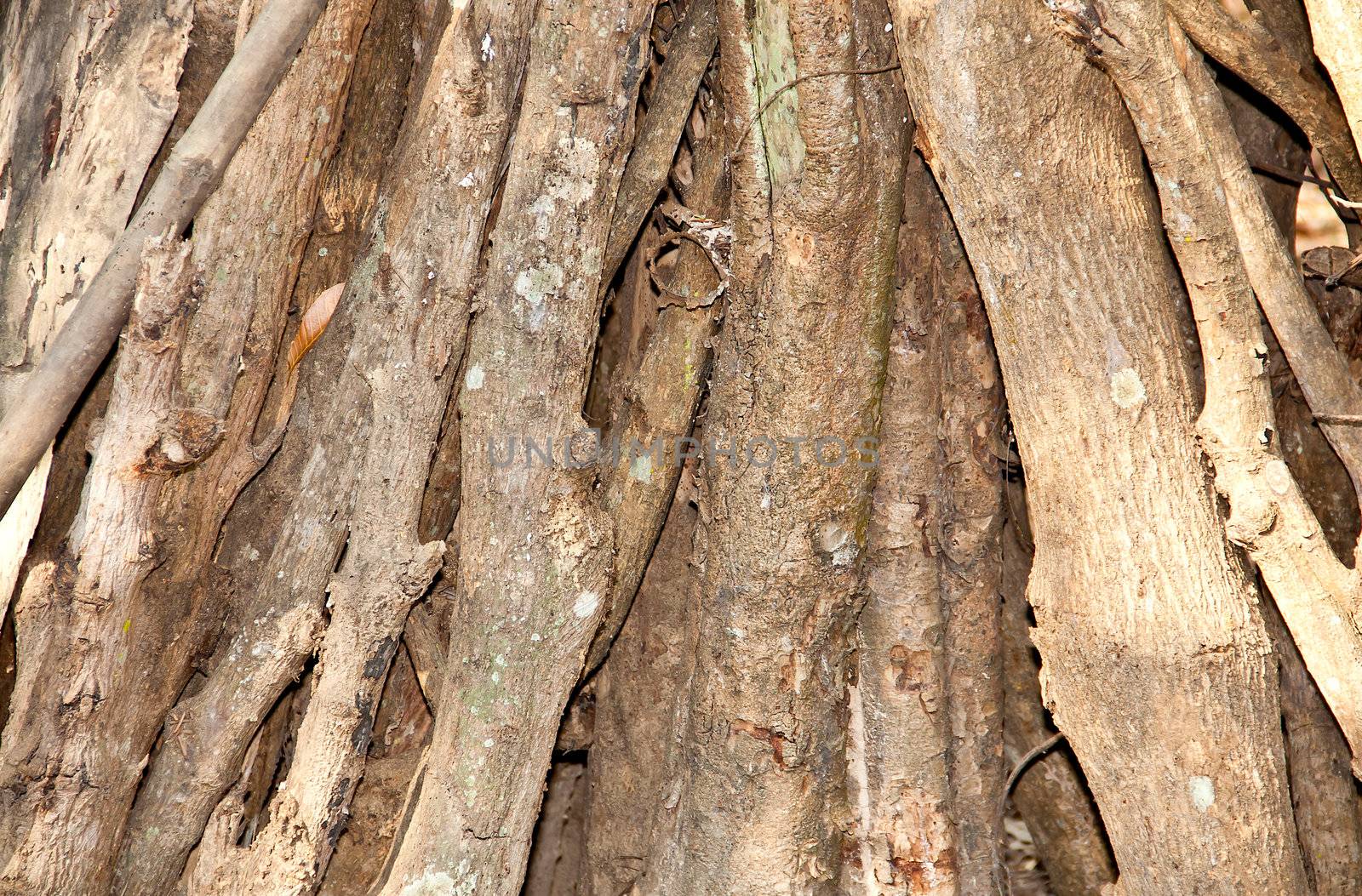 The walls of the tree root for background.