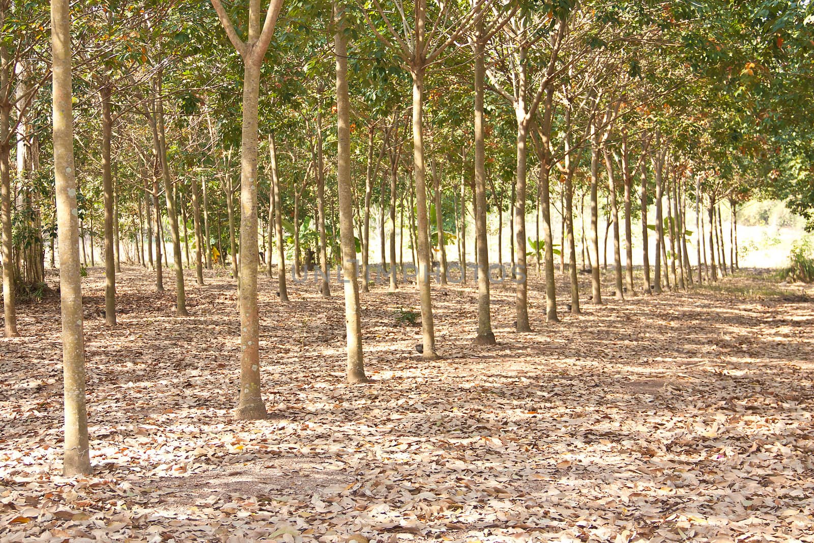 Rubber trees. by Theeraphon