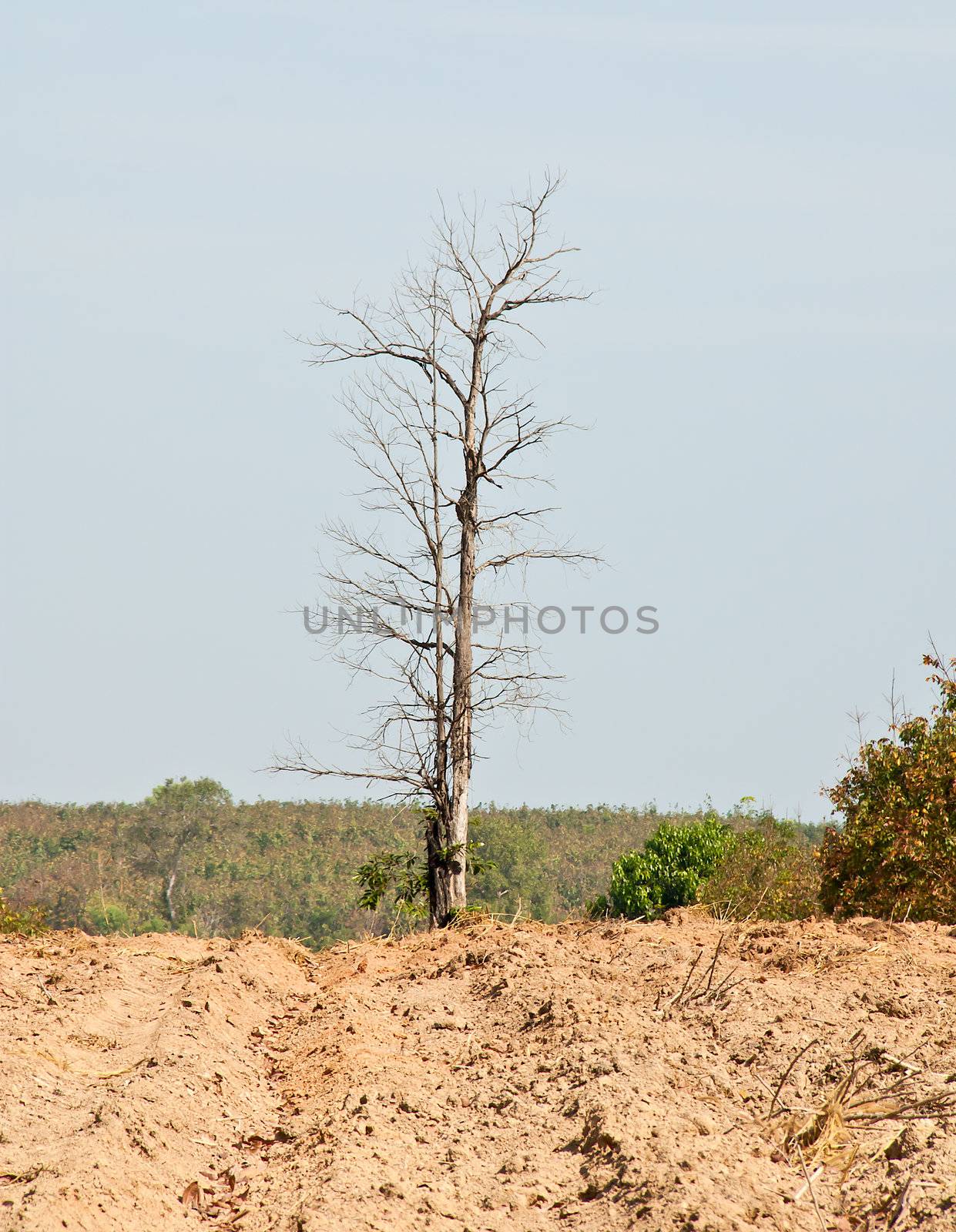 There are no leaves on the trees.