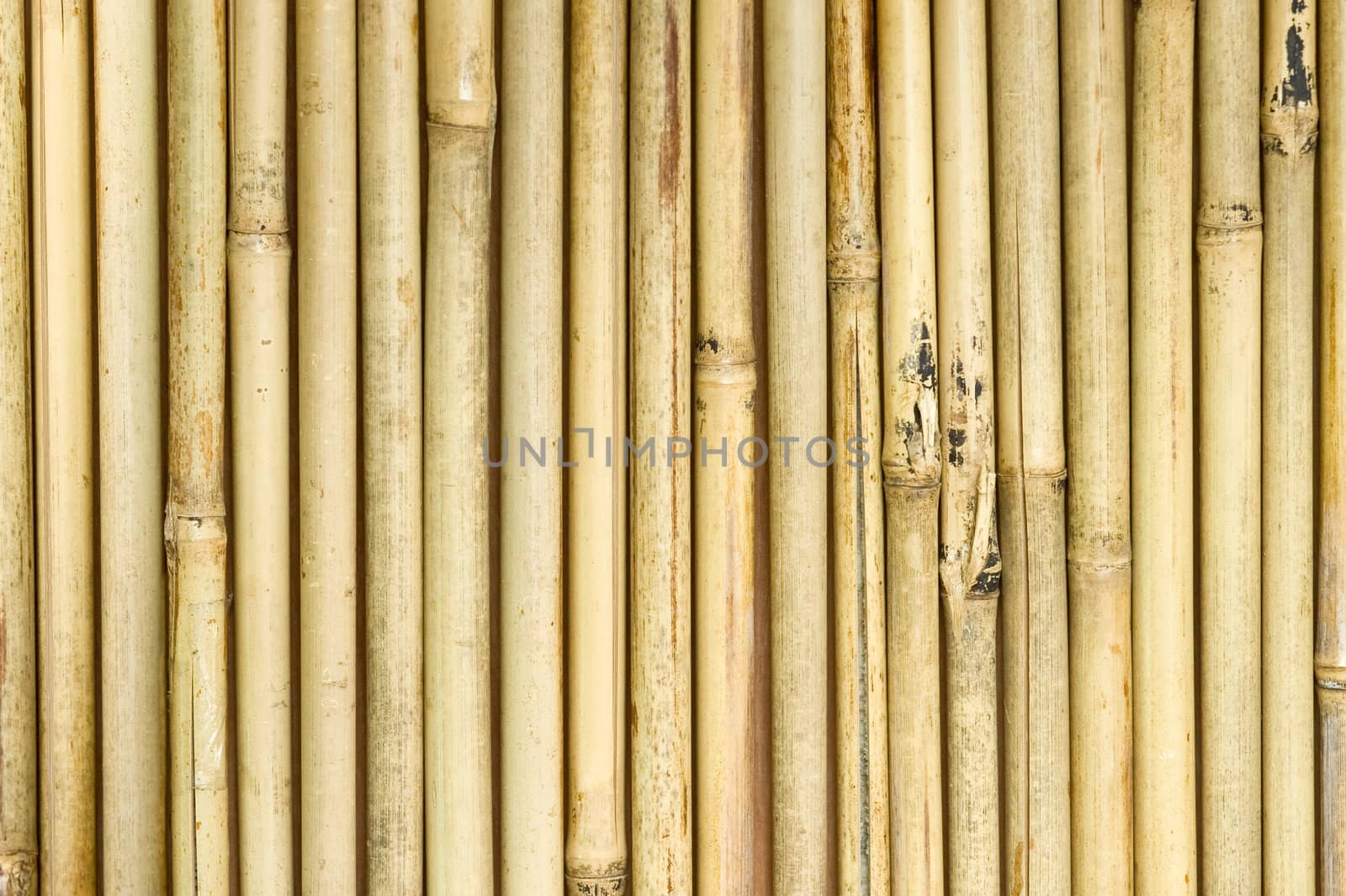 background of vertical bamboo shoots