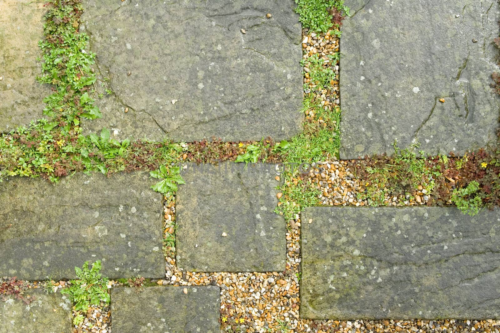 weeds and other vegetation between paving slabs