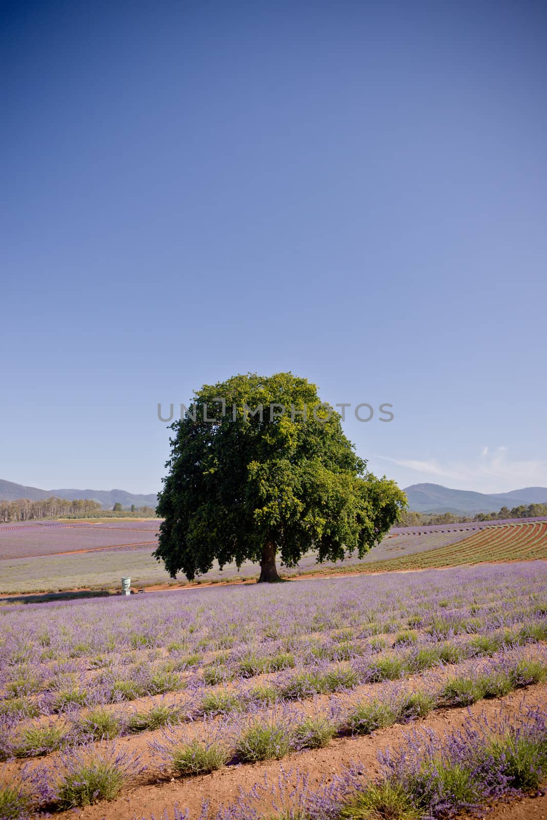 Single tree in lavender fields by jrstock