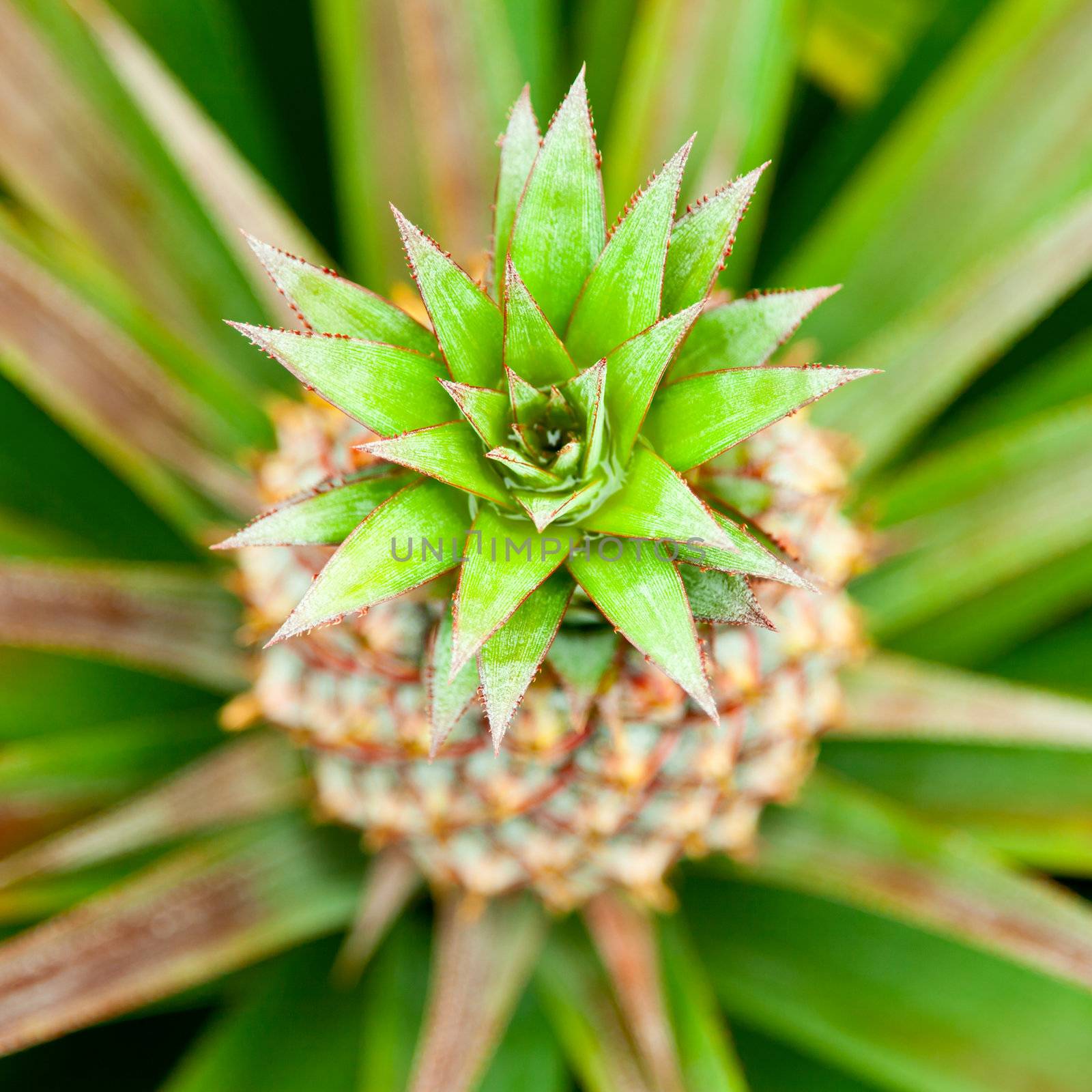 Baby pineapple by naumoid