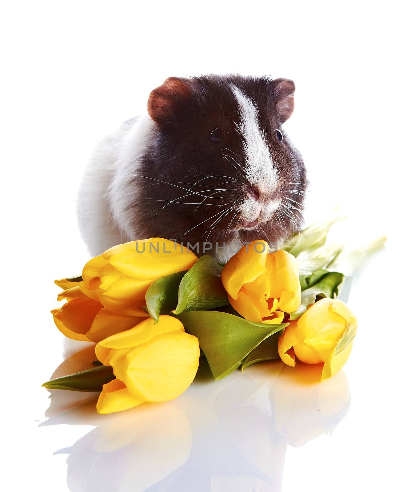 Guinea pig with tulips. Guinea pig and flowers. Small pet. Live gift.